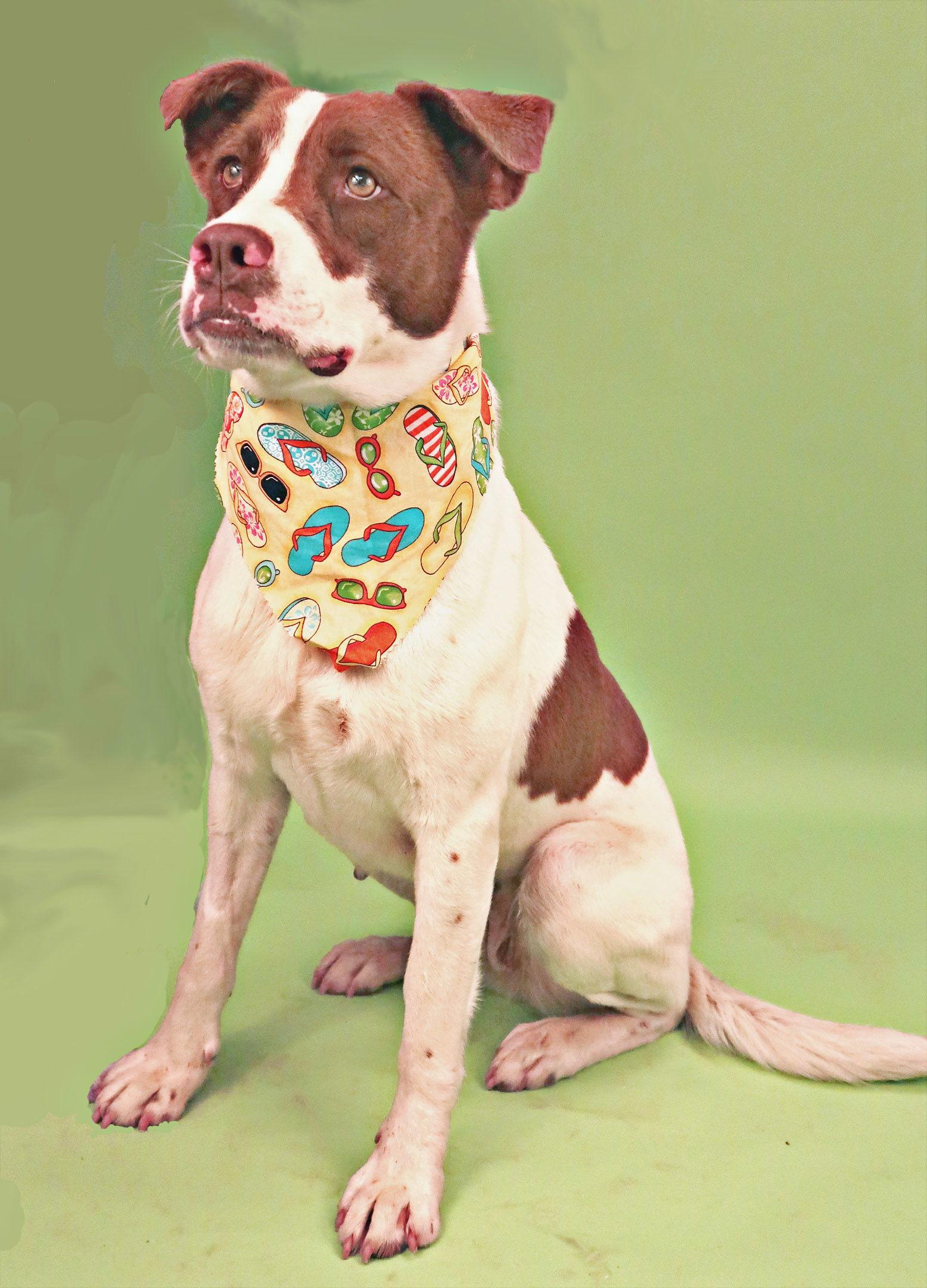 Enlarge Betty Boop, a Adoptable mixed breed in Holly Springs, MS image 3/3
