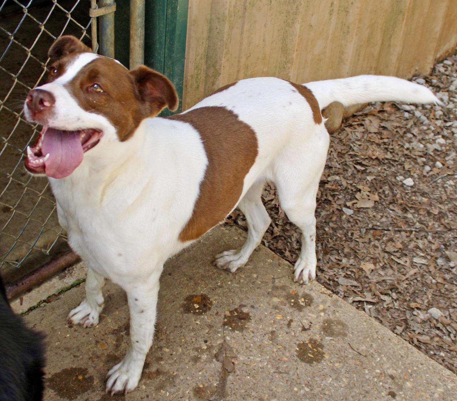 Enlarge Betty Boop, a Adoptable mixed breed in Holly Springs, MS image 3/3