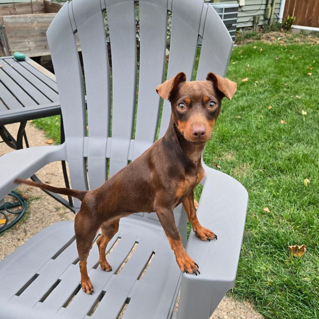 Enlarge Kloe, a Adoptable Miniature Pinscher in Rochester, MN image 2/6