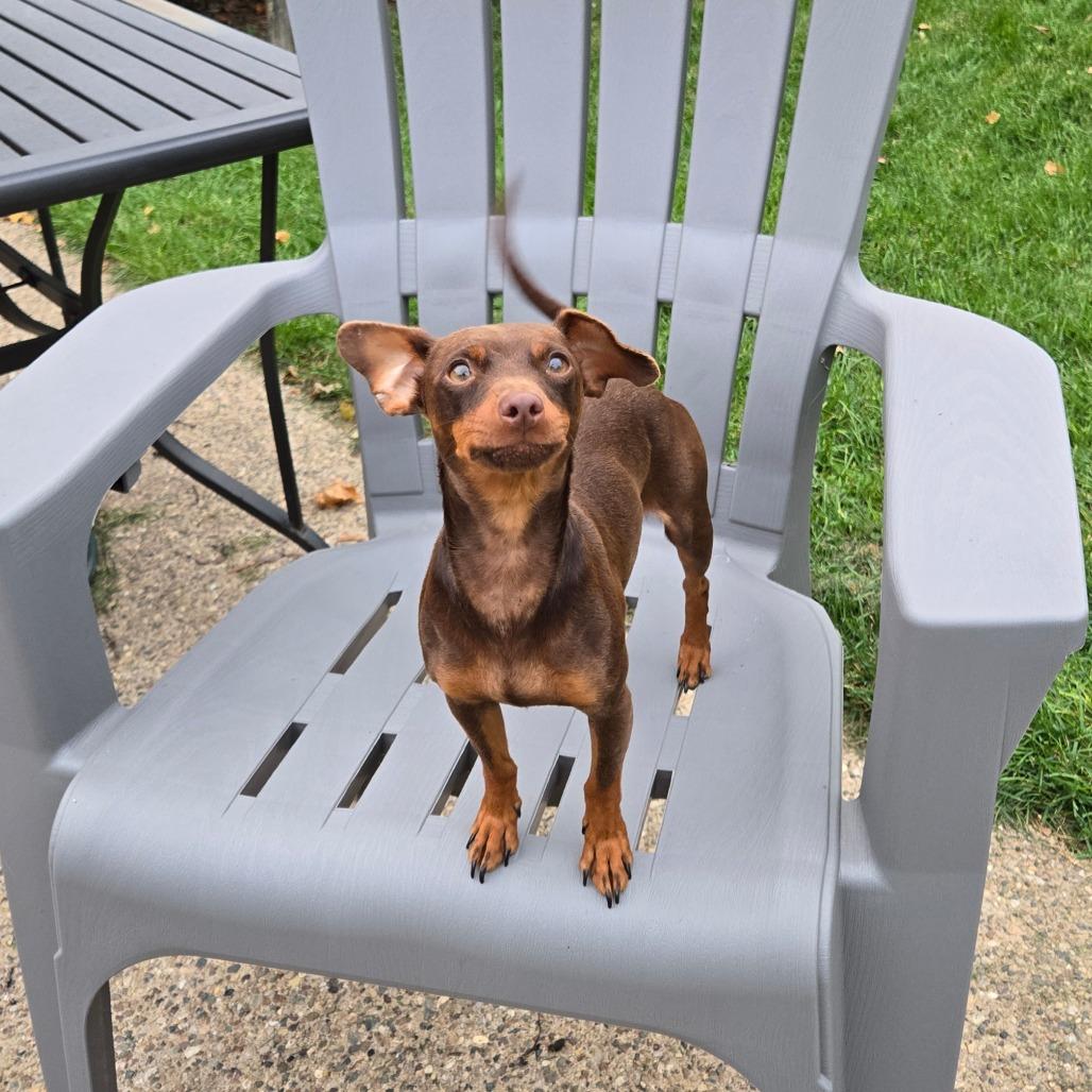 Enlarge Kloe, a Adoptable Miniature Pinscher in Rochester, MN image 3/6