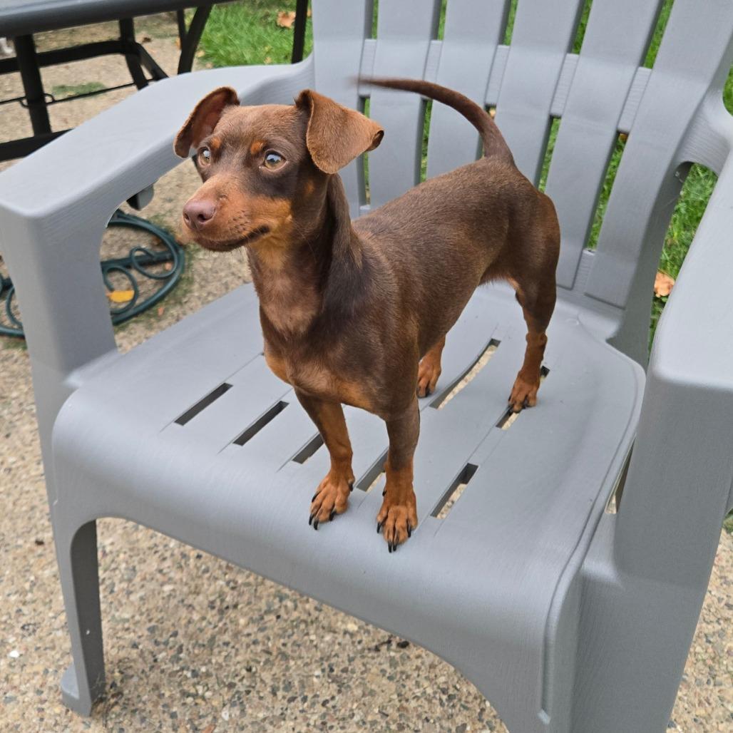 Enlarge Kloe, a Adoptable Miniature Pinscher in Rochester, MN image 4/6