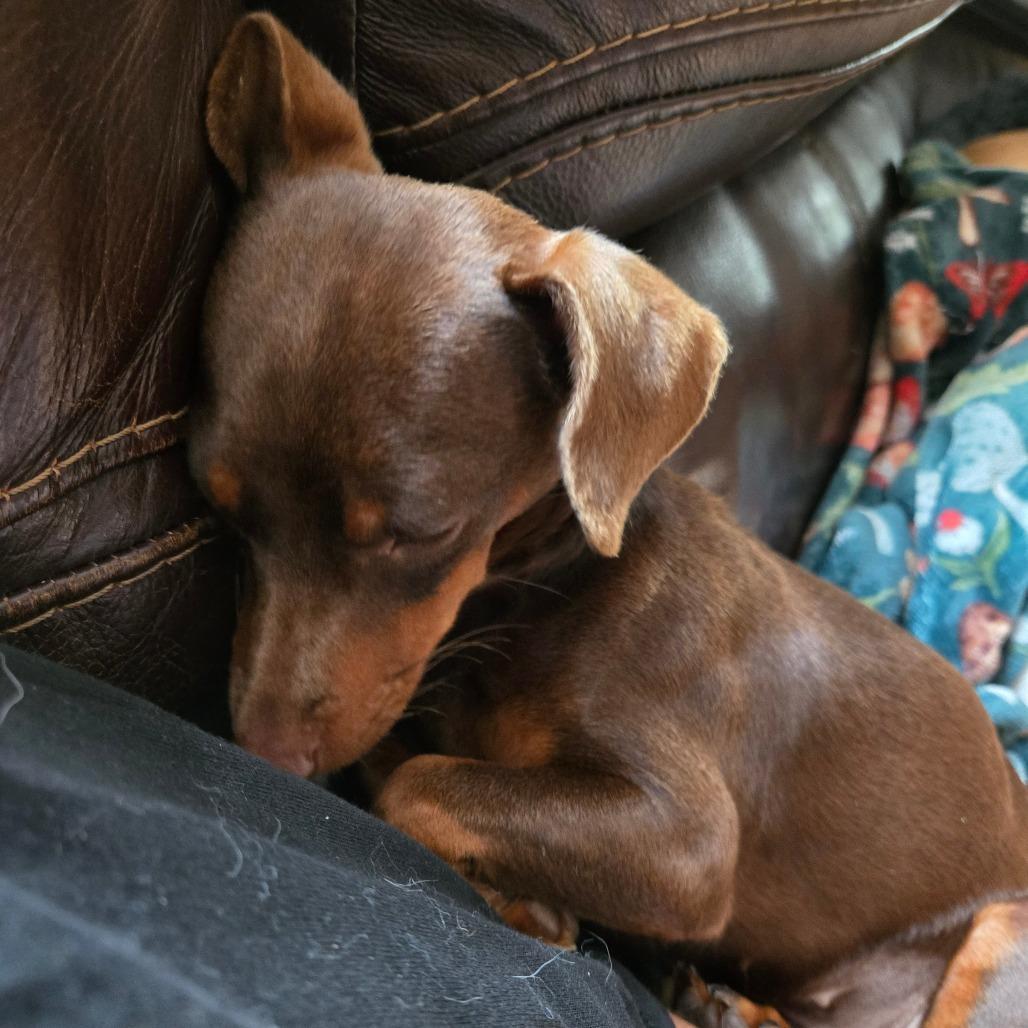 Enlarge Kloe, a Adoptable Miniature Pinscher in Rochester, MN image 5/6