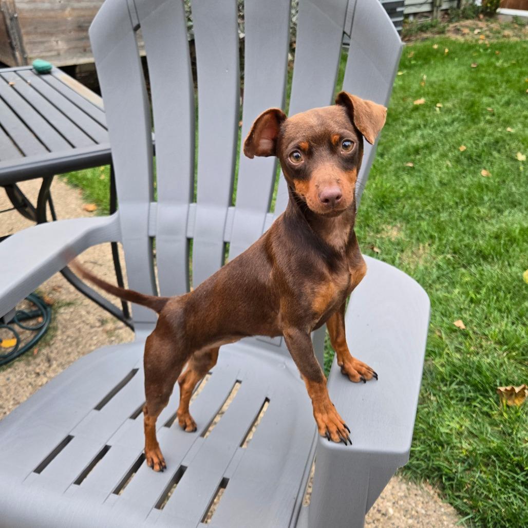 Enlarge Kloe, a Adoptable Miniature Pinscher in Rochester, MN image 6/6