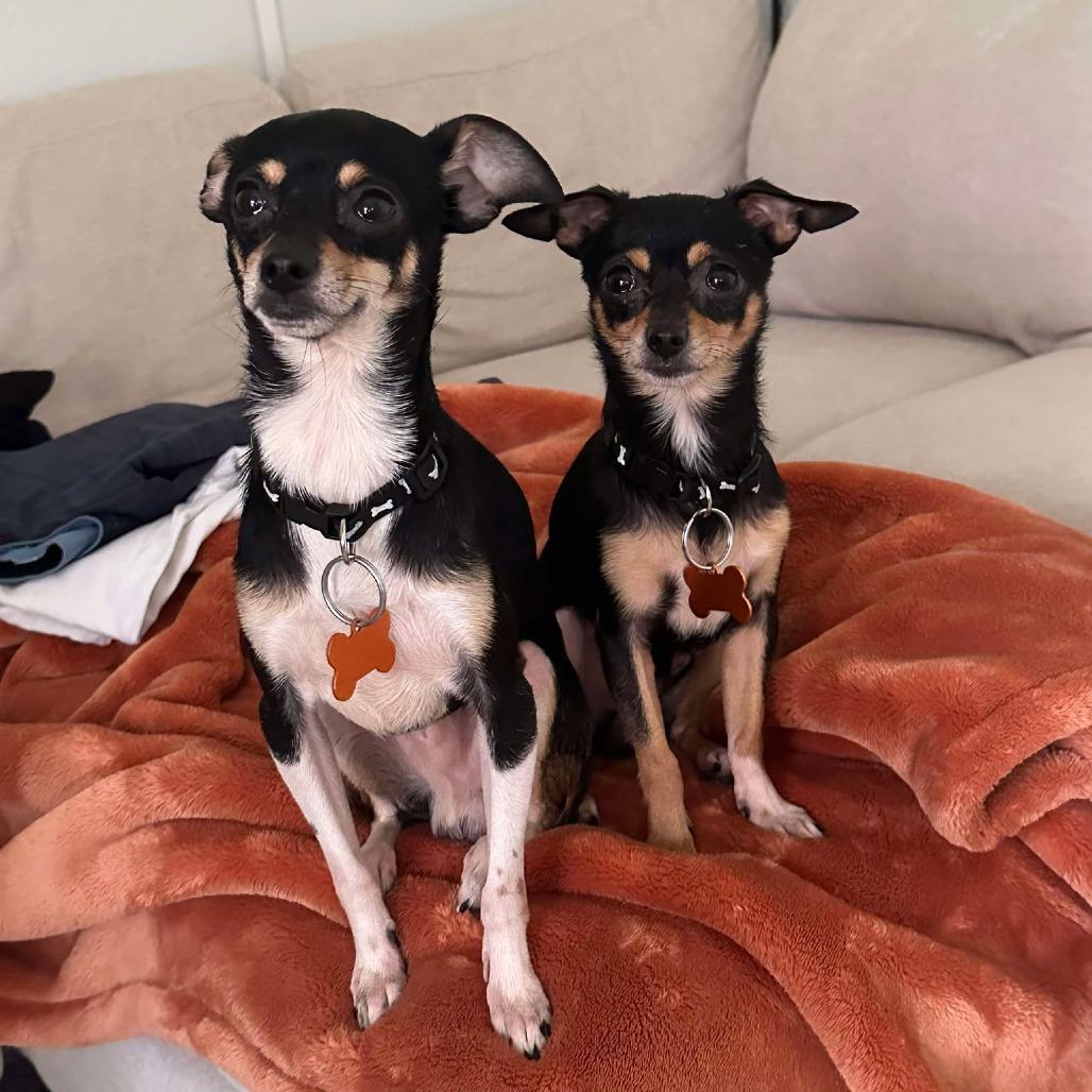 Enlarge Jasper, a Adoptable Chihuahua in Bend, OR image 2/2