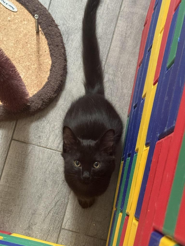 Poppy, Adoptable, Kitten Male Domestic Medium Hair.