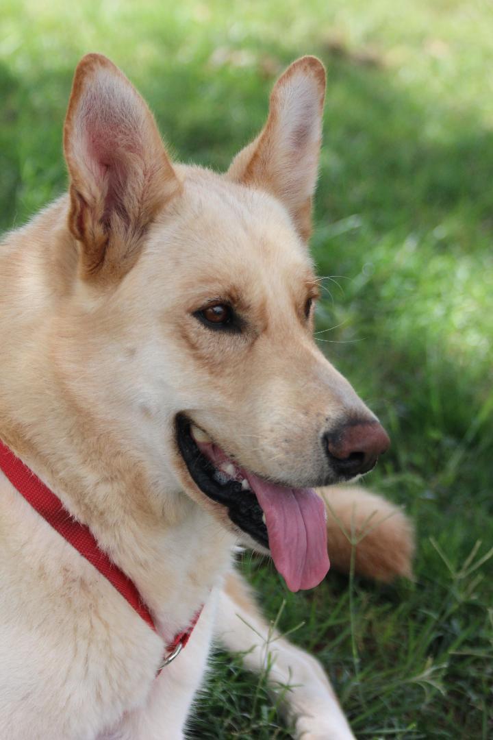 Enlarge COWBOY, an adopted mixed breed in Pearce, AZ image 3/6