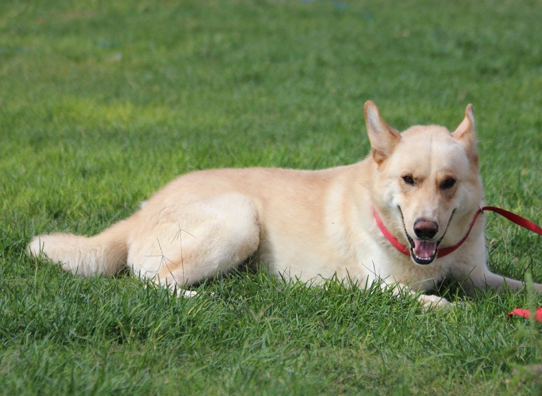 COWBOY, adopted, Young Male White German Shepherd & Siberian Husky.