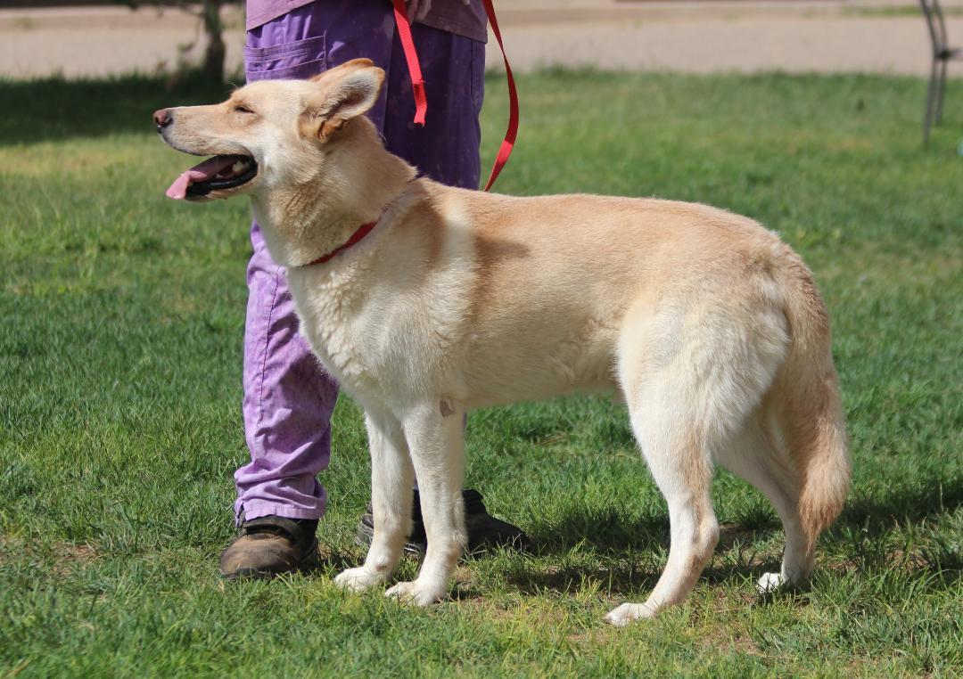 Enlarge COWBOY, an adopted mixed breed in Pearce, AZ image 5/6