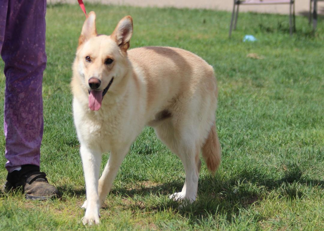 Enlarge COWBOY, an adopted mixed breed in Pearce, AZ image 6/6