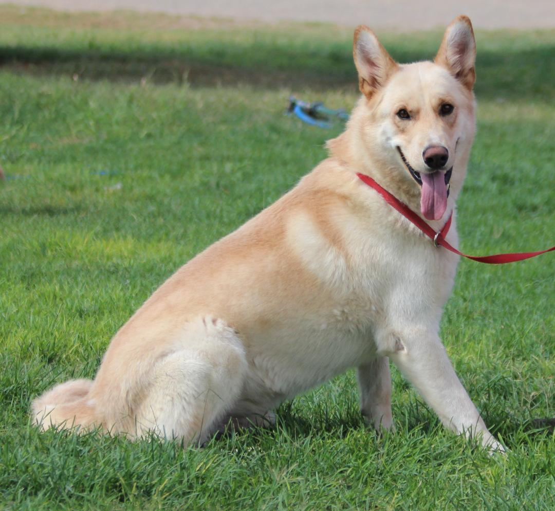 Enlarge COWBOY, an adopted mixed breed in Pearce, AZ image 2/6
