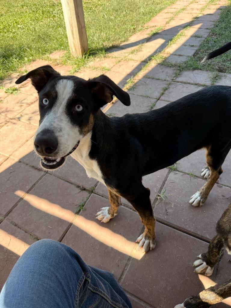 Sugar, Adoptable, Young Female Catahoula Leopard Dog & Mixed Breed.
