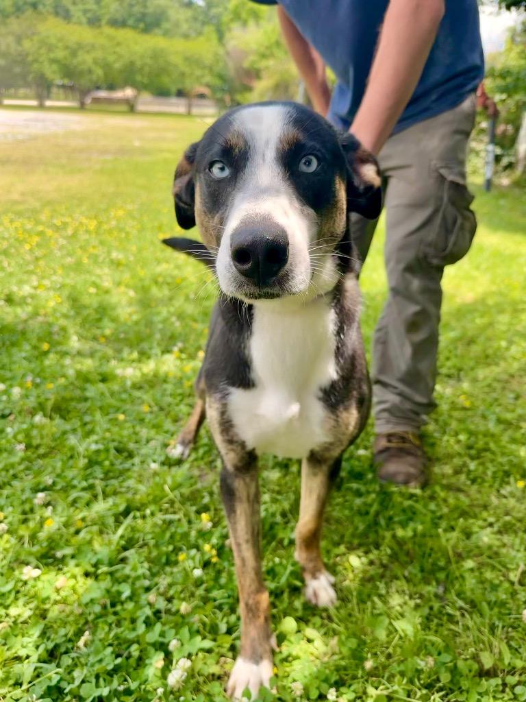 Sugar, a Adoptable mixed breed in Denham Springs, LA image 2/3