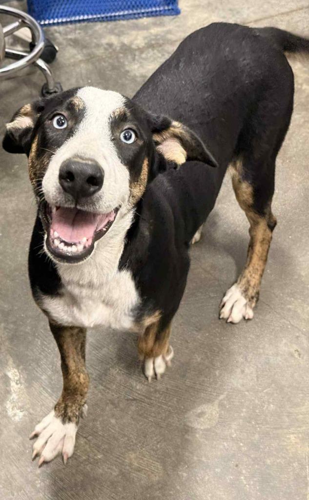 Sugar, a Adoptable mixed breed in Denham Springs, LA image 3/3