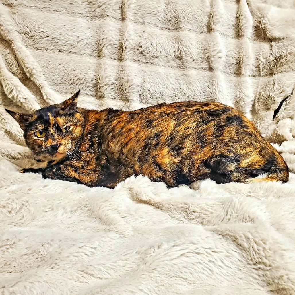 Enlarge Tiffani, a Adoptable Domestic Medium Hair in Houston, TX image 1/1