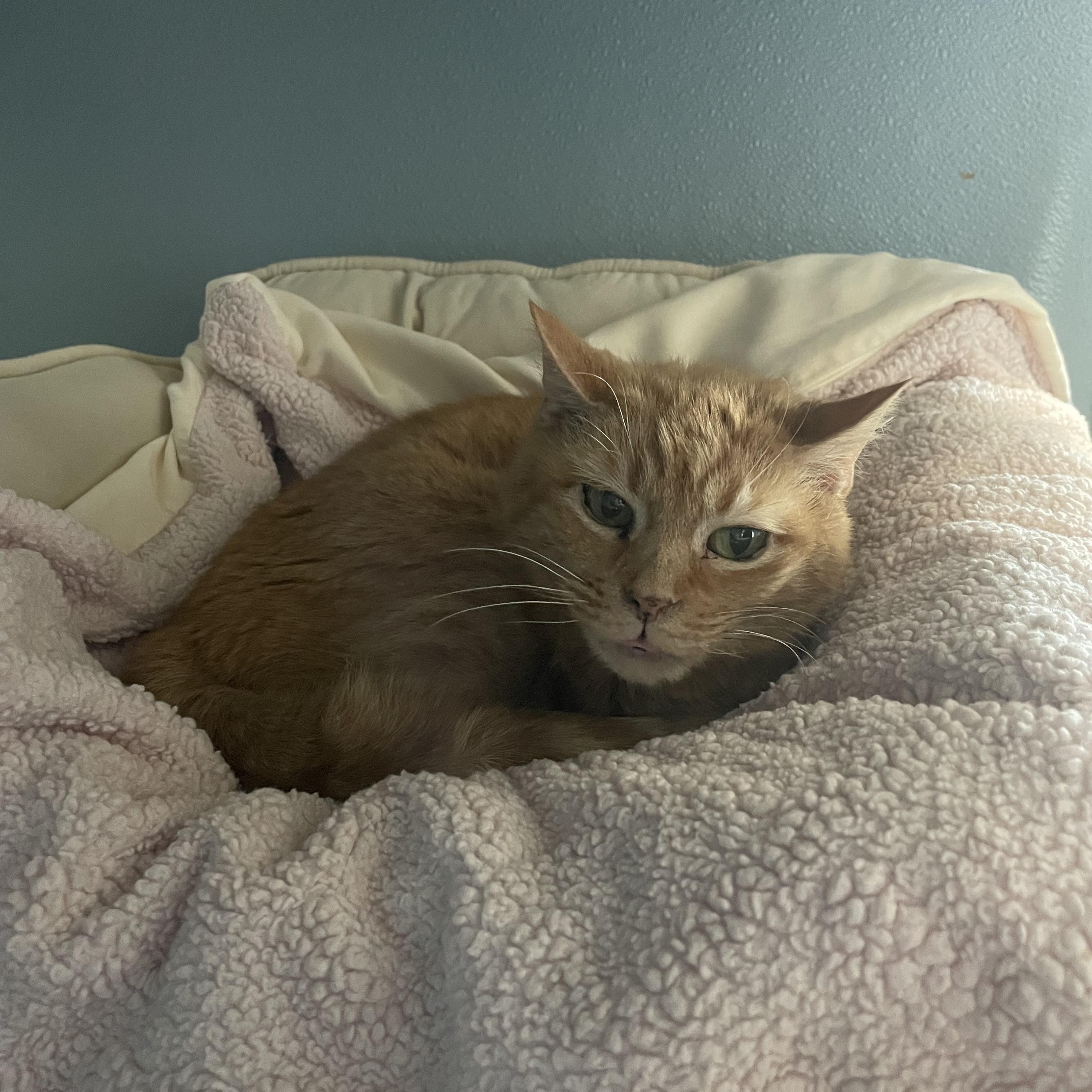 Enlarge Miss Tibby, a ADOPTABLE Domestic Short Hair in Renfrew, PA image 4/6