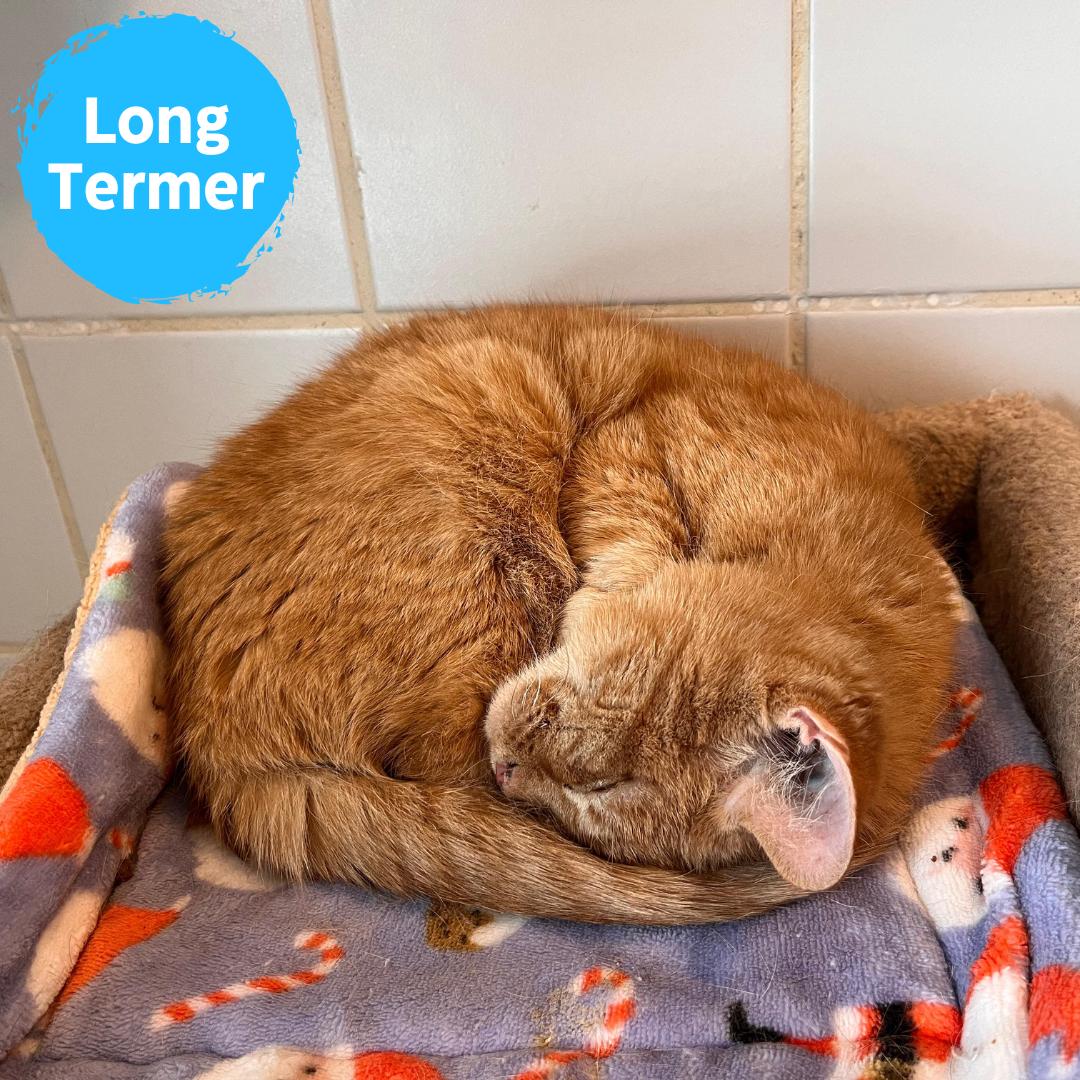 Enlarge Miss Tibby, a ADOPTABLE Domestic Short Hair in Renfrew, PA image 1/6