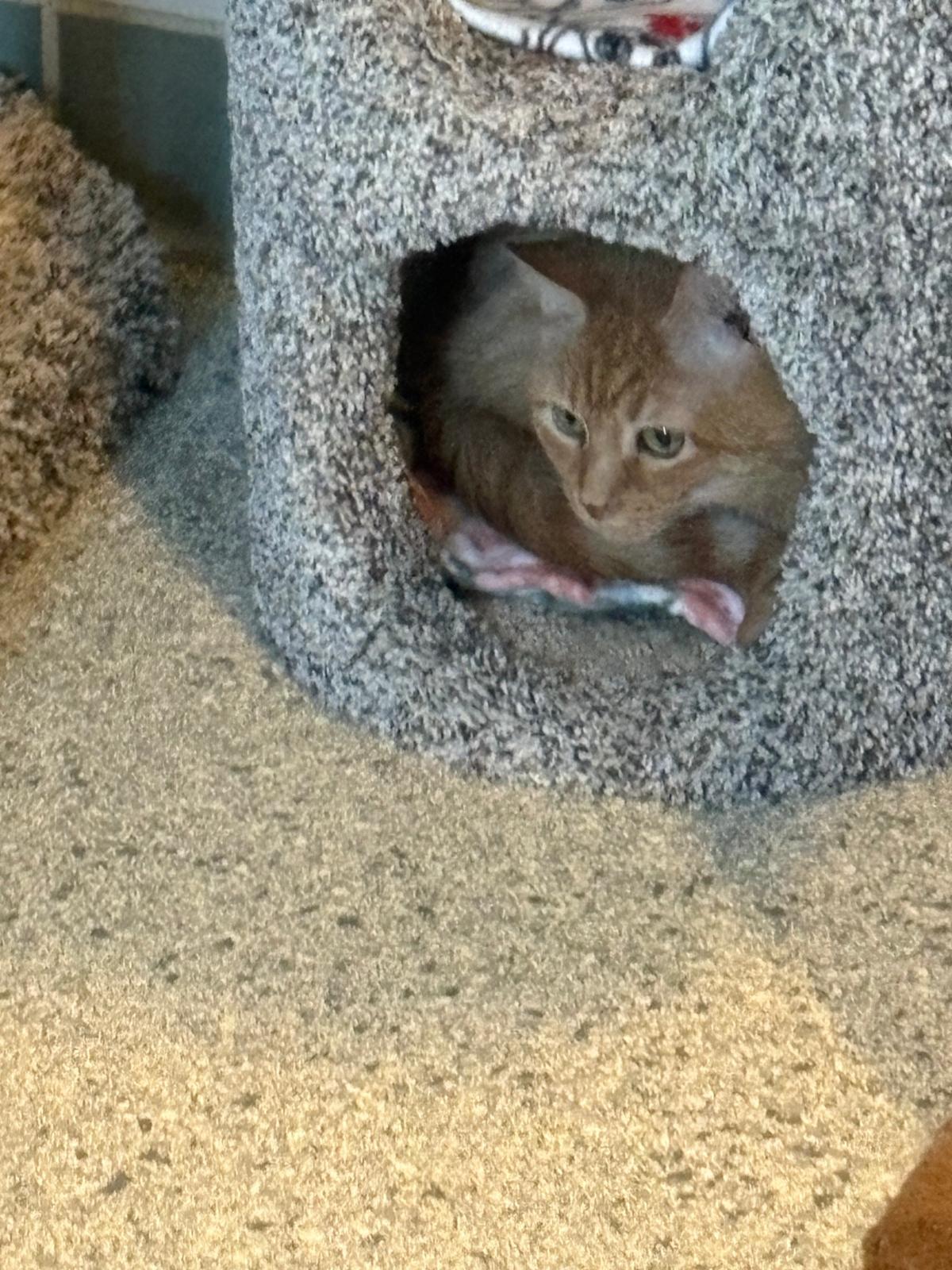 Enlarge Miss Tibby, a ADOPTABLE Domestic Short Hair in Renfrew, PA image 6/6