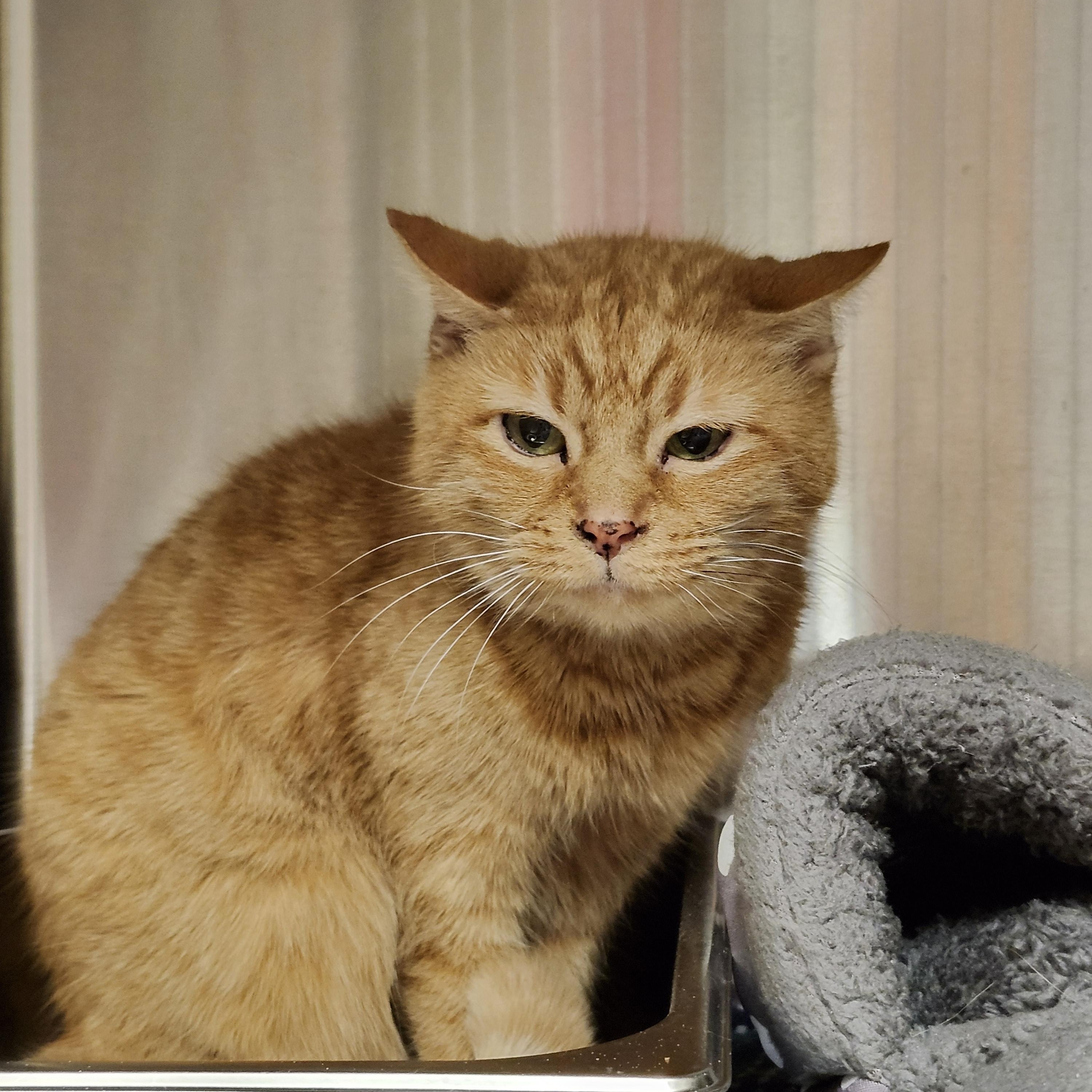 Enlarge Miss Tibby, a ADOPTABLE Domestic Short Hair in Renfrew, PA image 3/6