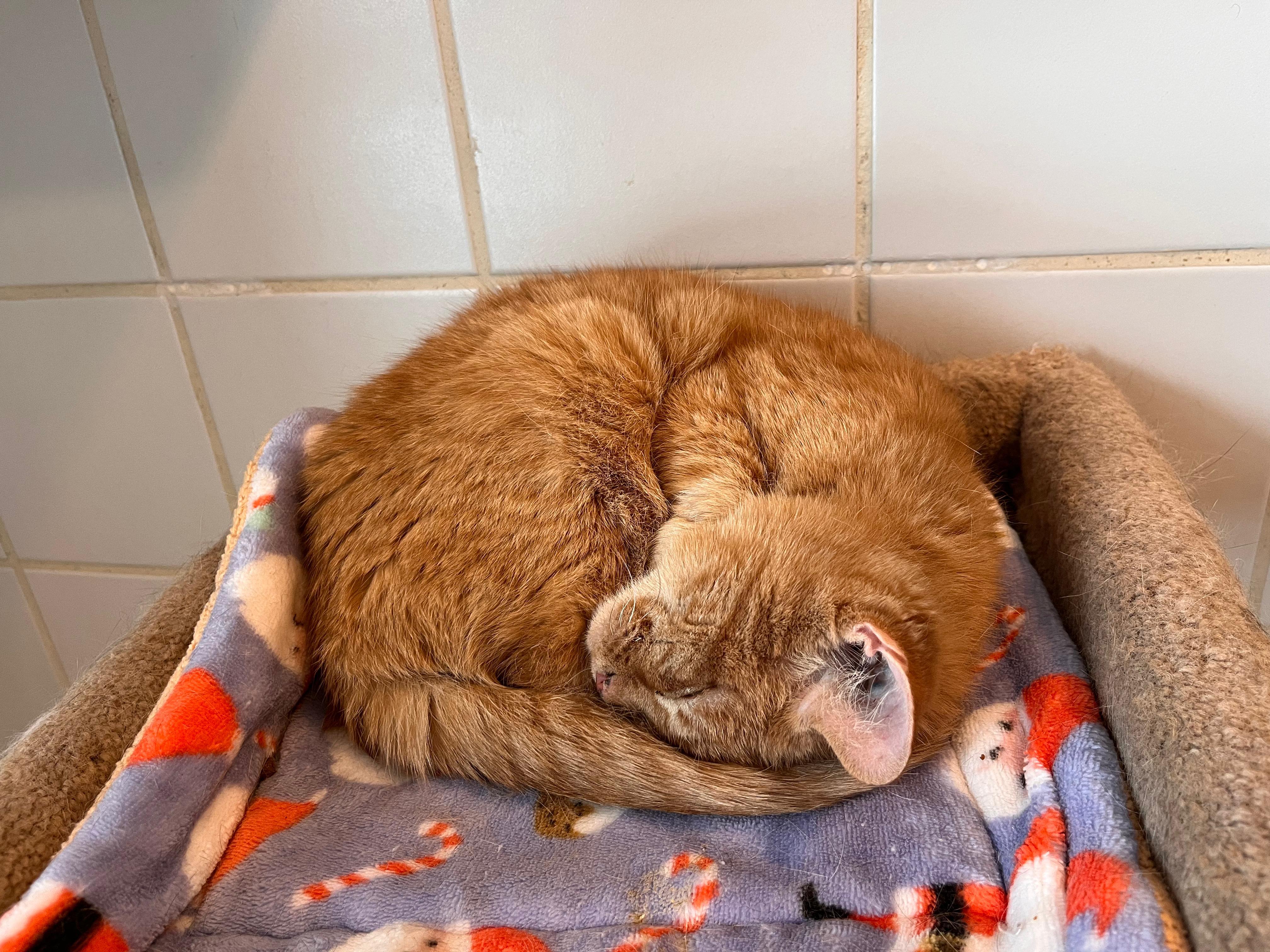 Enlarge Miss Tibby, a ADOPTABLE Domestic Short Hair in Renfrew, PA image 1/6