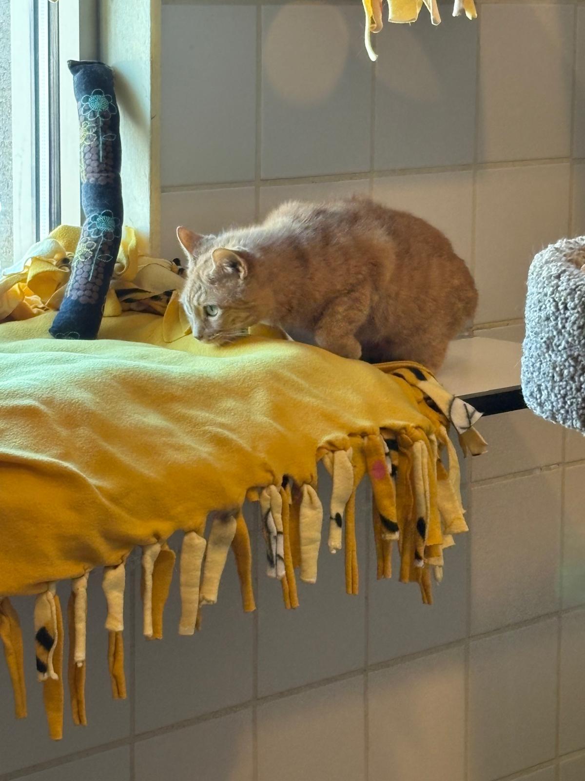 Miss Tibby — thumbnail 5