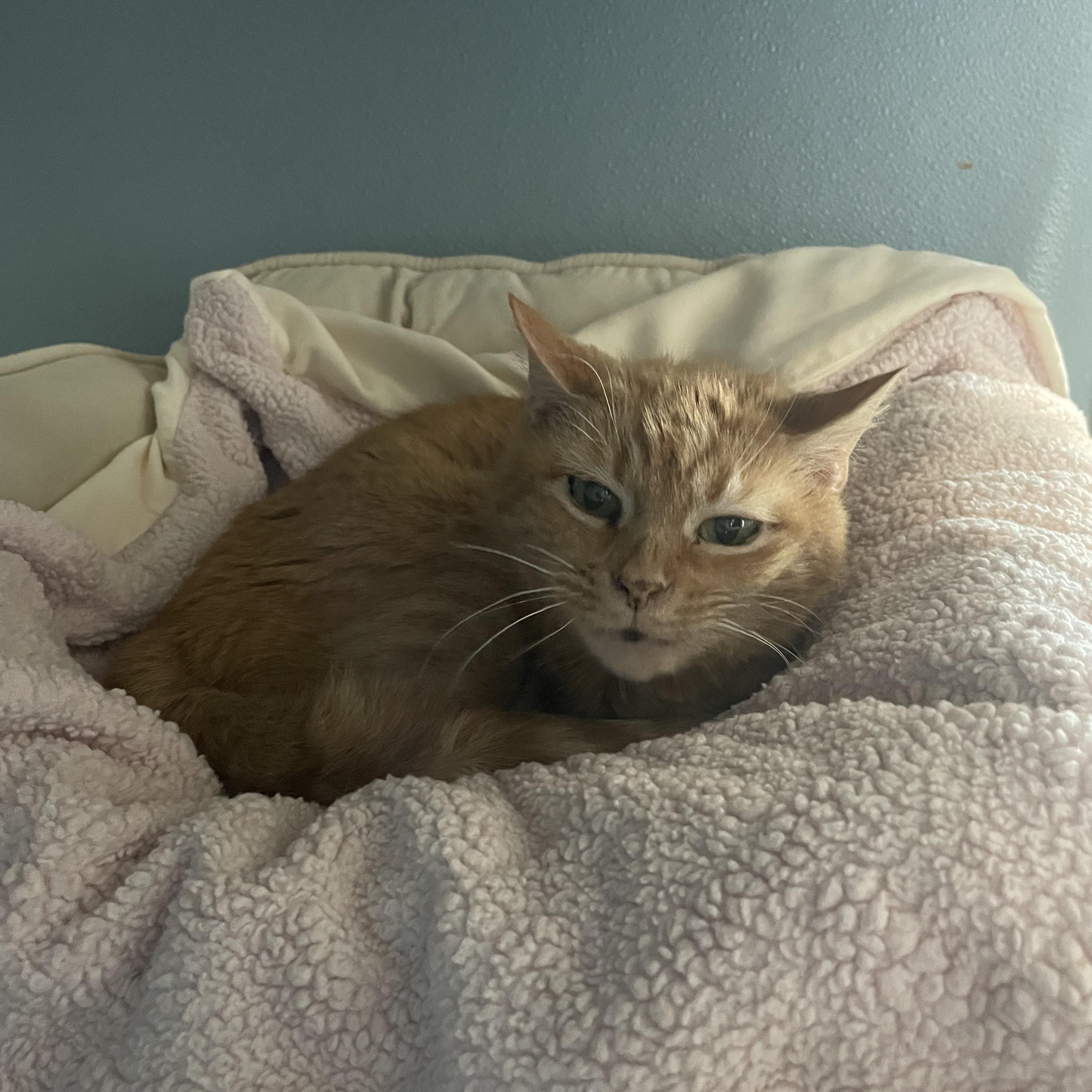 Miss Tibby — thumbnail 6