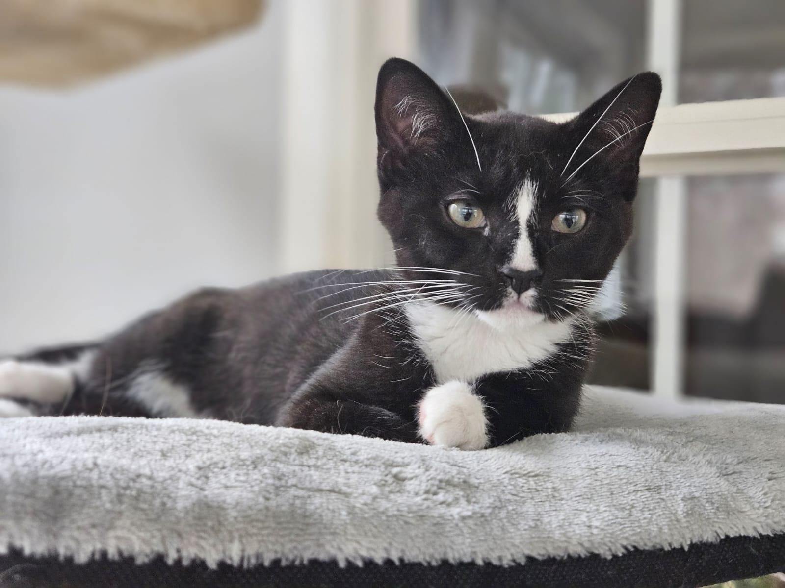 Enlarge Puffin , an adopted Tuxedo in Richmond, VA image 4/6