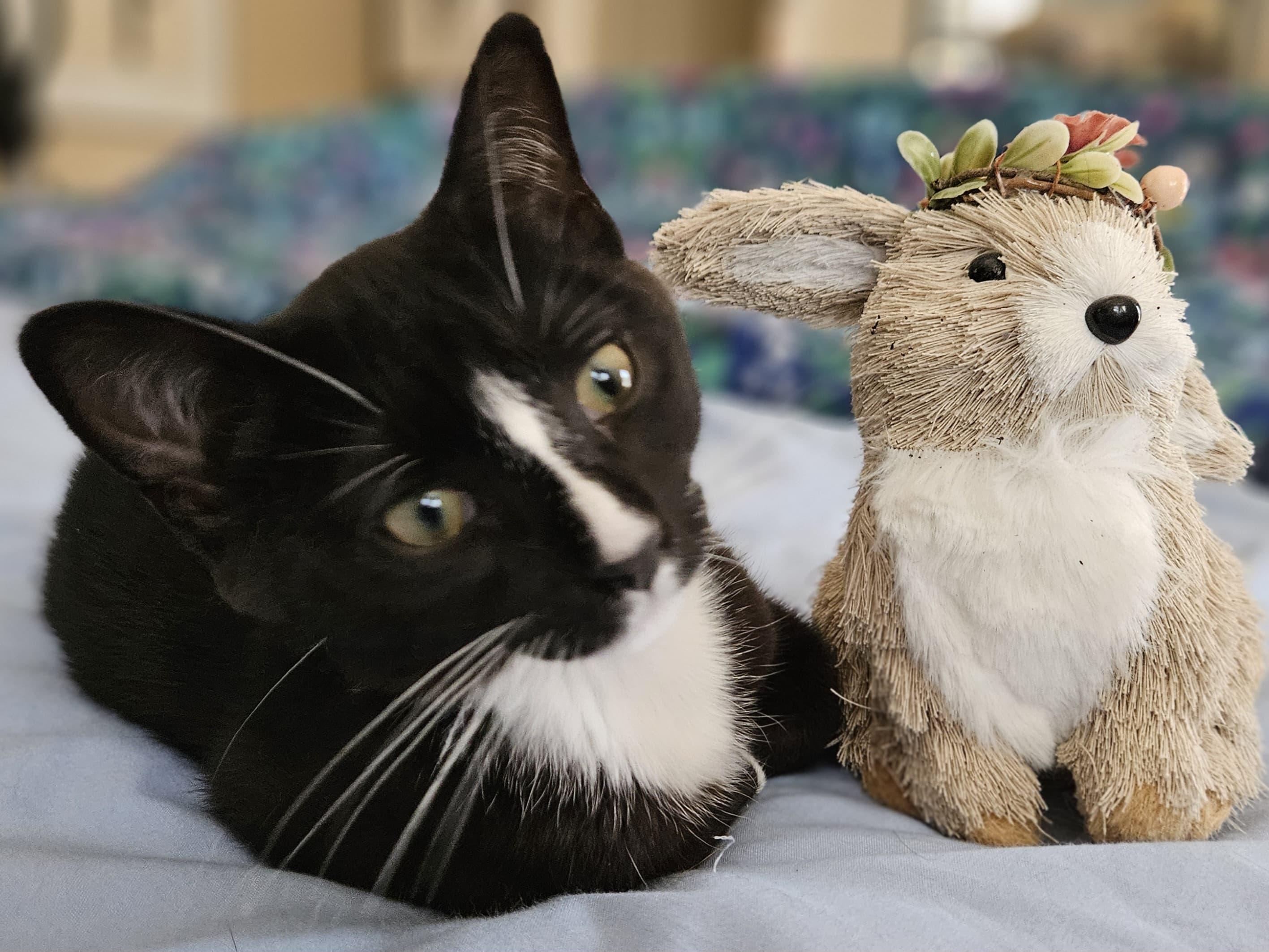 Enlarge Puffin , an adopted Tuxedo in Richmond, VA image 6/6