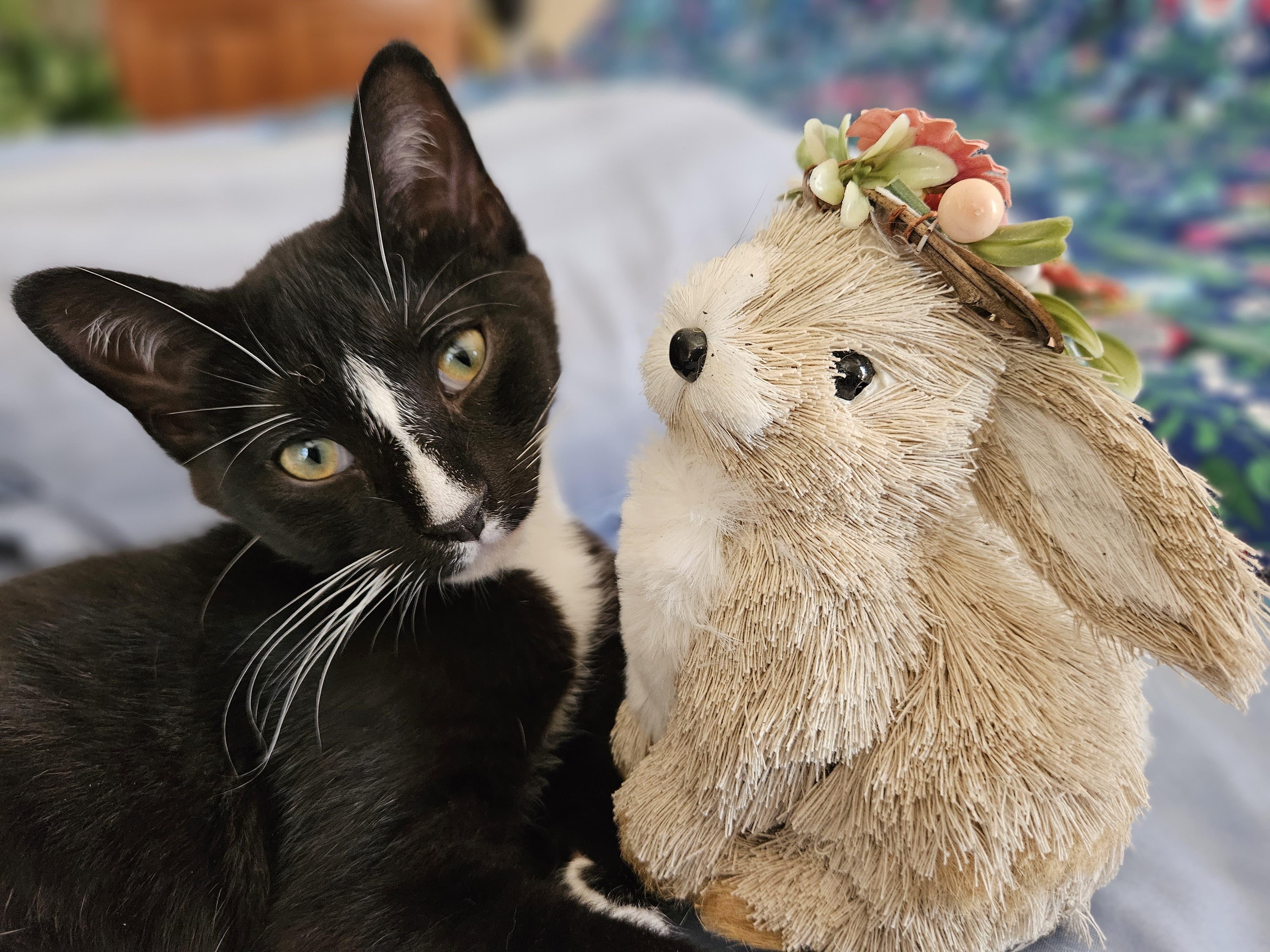 Enlarge Puffin , an adopted Tuxedo in Richmond, VA image 1/6