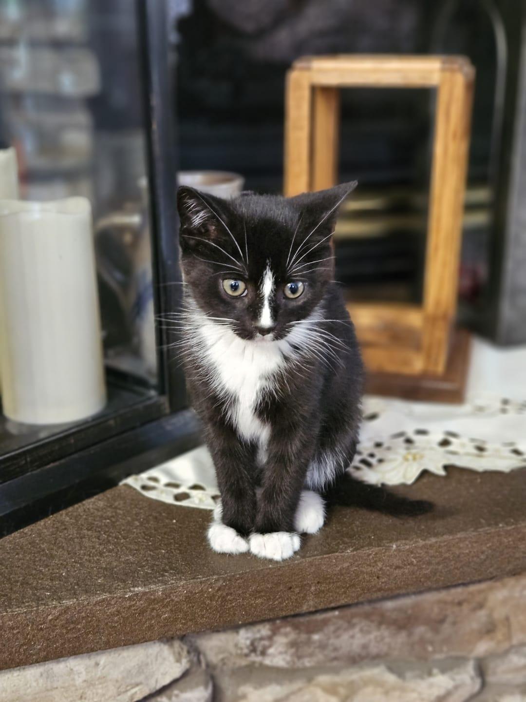 Enlarge Puffin , an adopted Tuxedo in Richmond, VA image 3/6