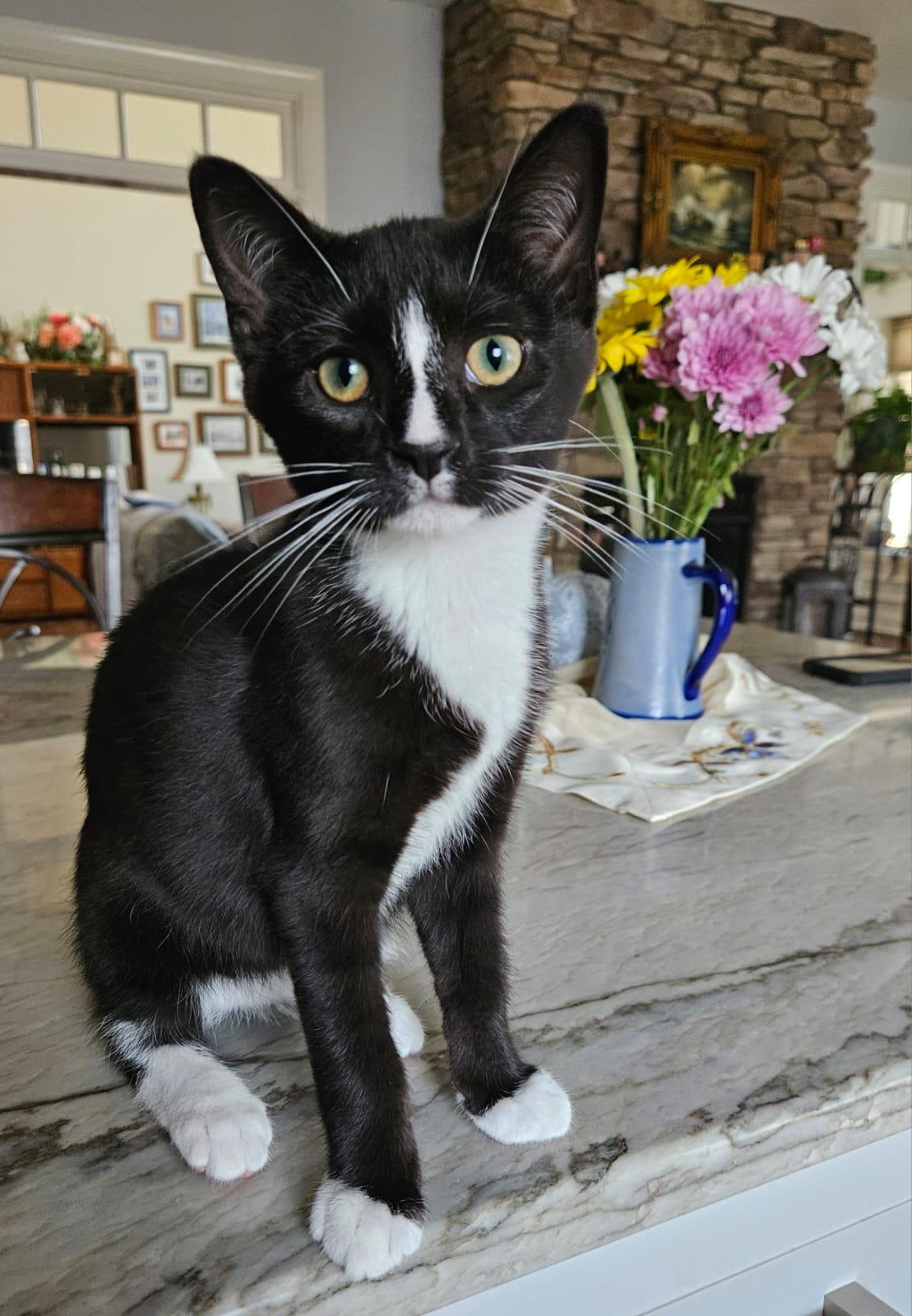 Enlarge Puffin , an adopted Tuxedo in Richmond, VA image 2/6