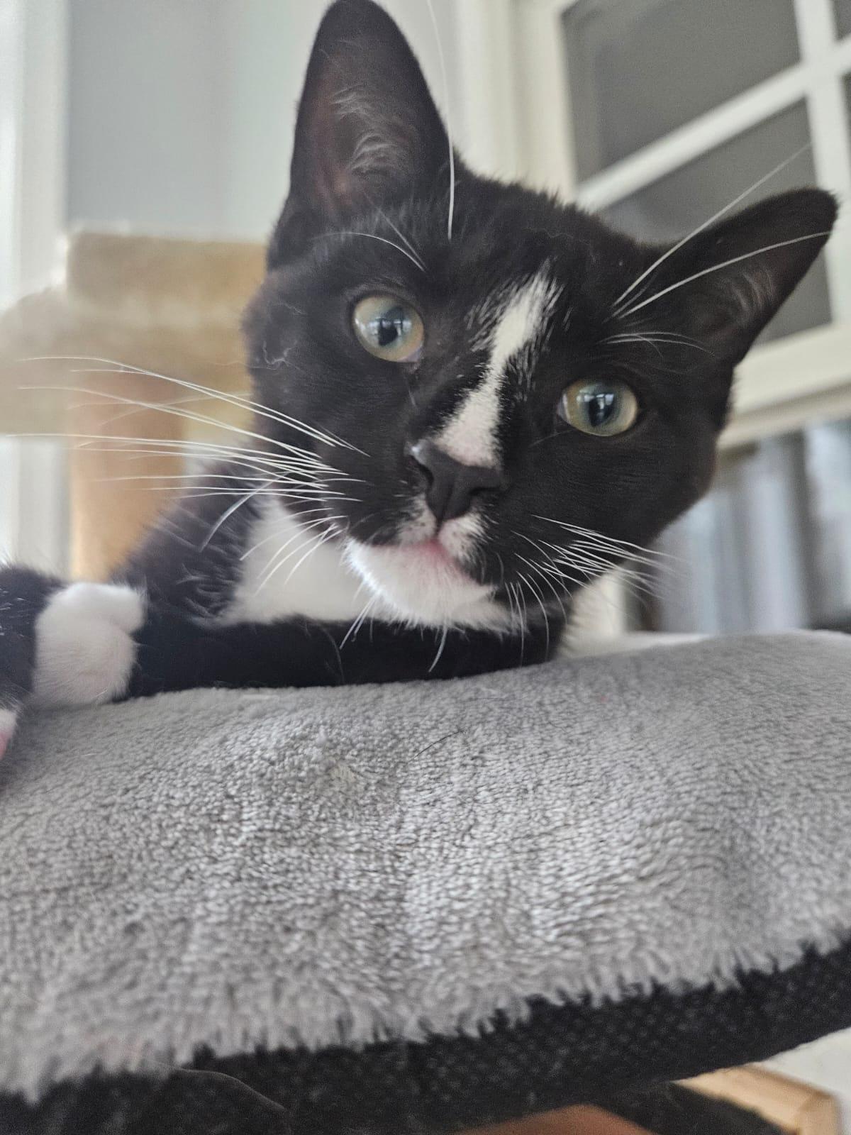 Enlarge Puffin , an adopted Tuxedo in Richmond, VA image 5/6