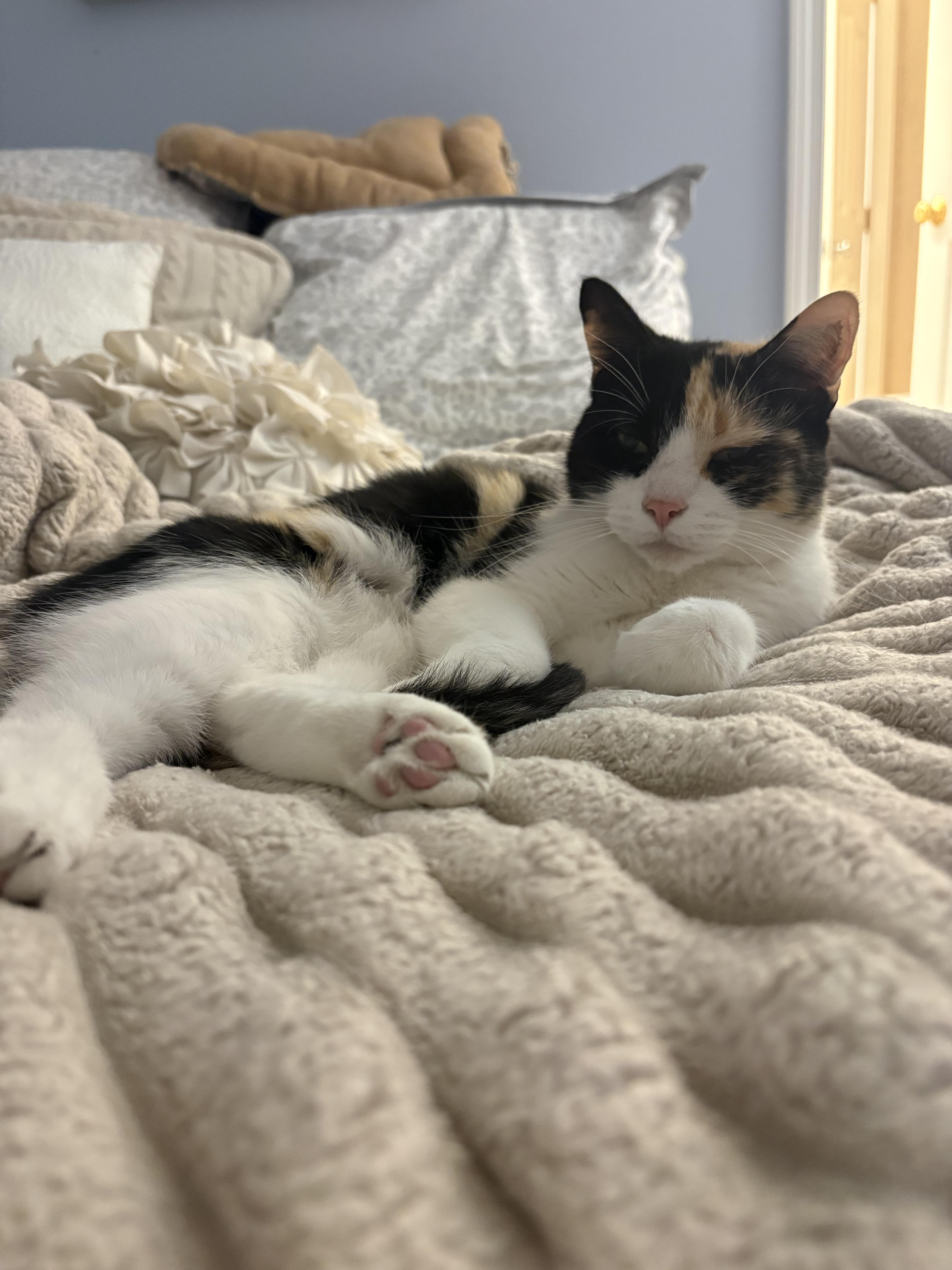 Susie, Adoptable, Adult Female Domestic Short Hair.