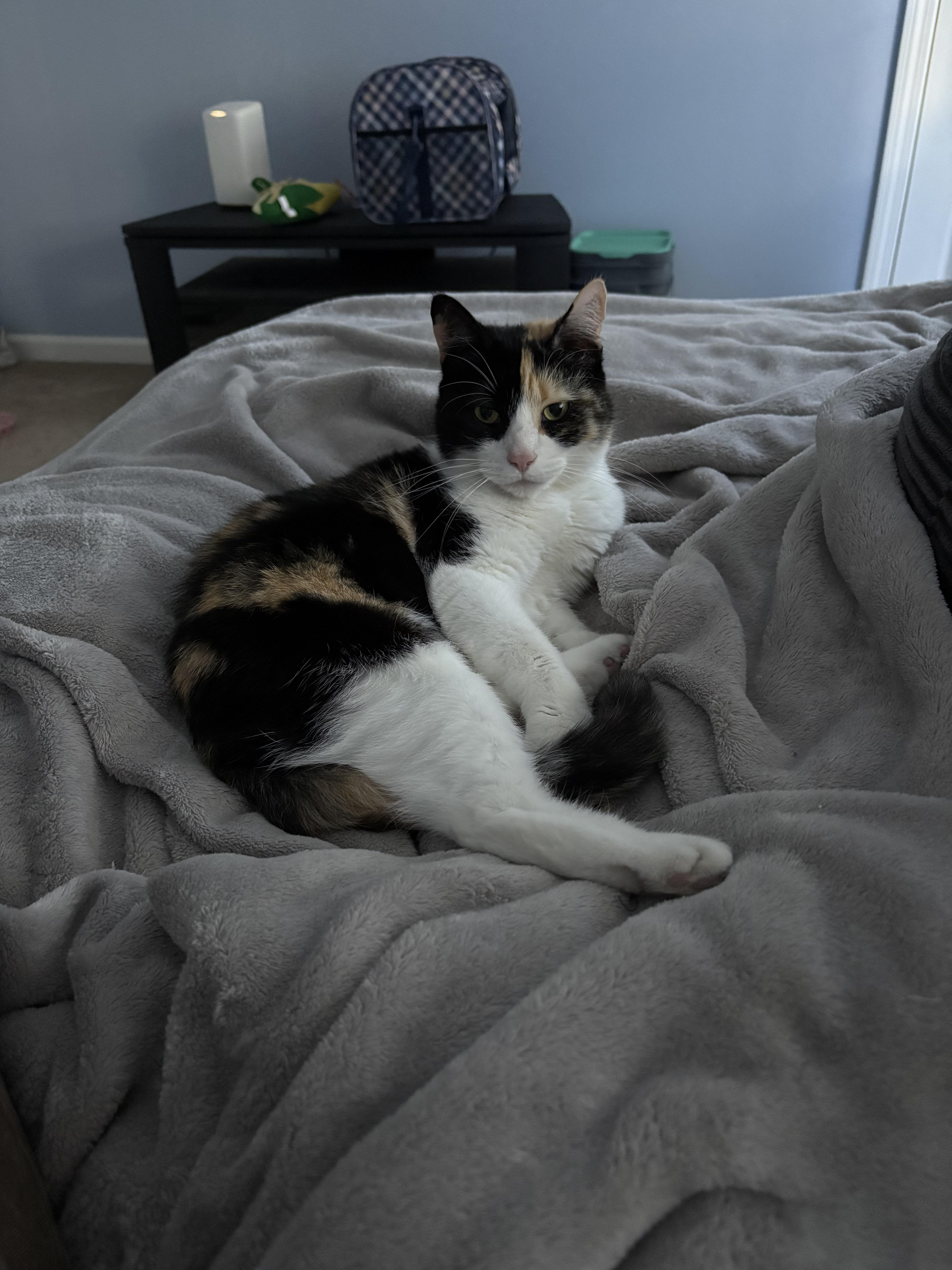 Enlarge Susie, a Adoptable Domestic Short Hair in Enfield, CT image 2/3