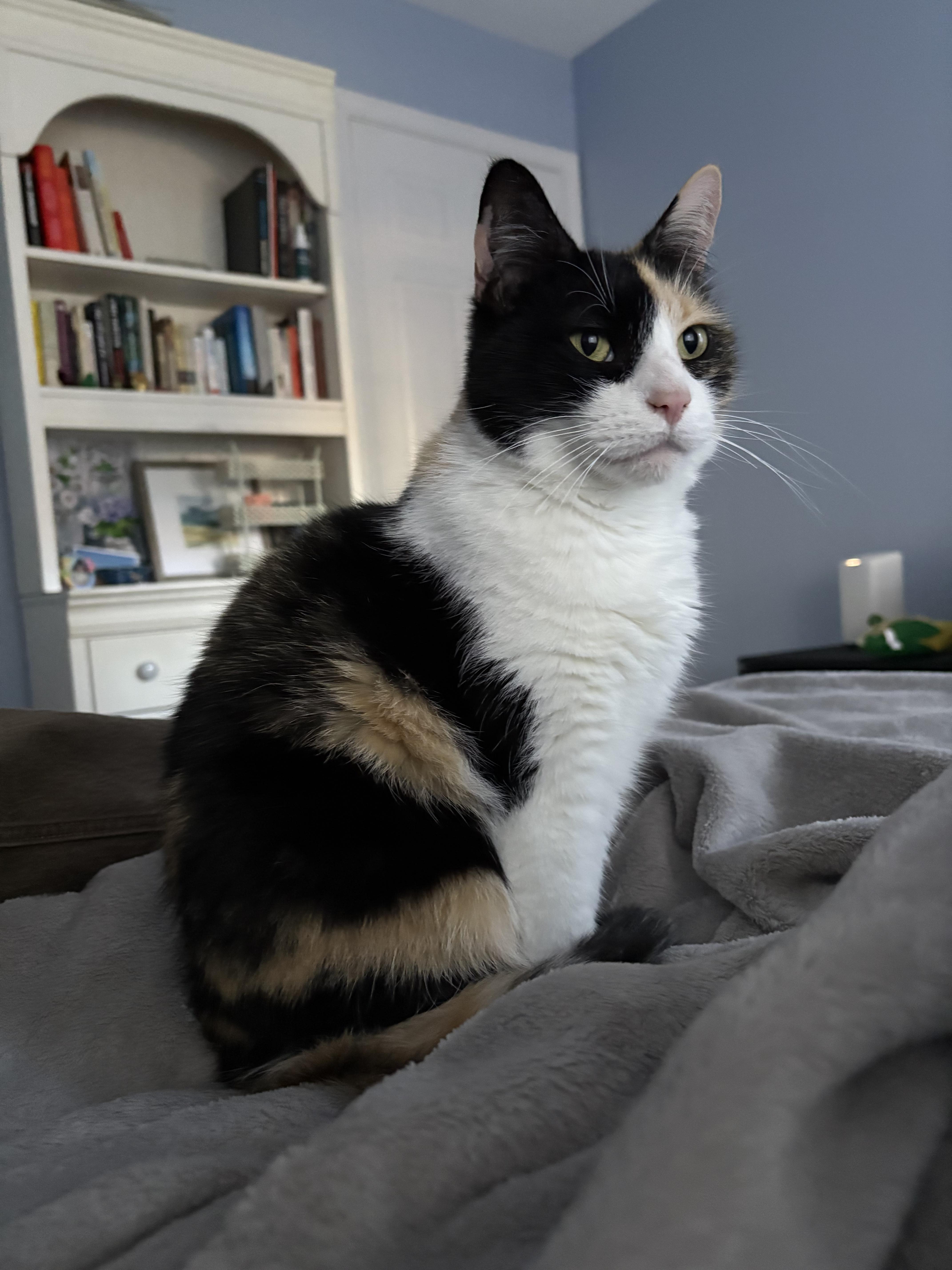 Enlarge Susie, a Adoptable Domestic Short Hair in Enfield, CT image 3/3