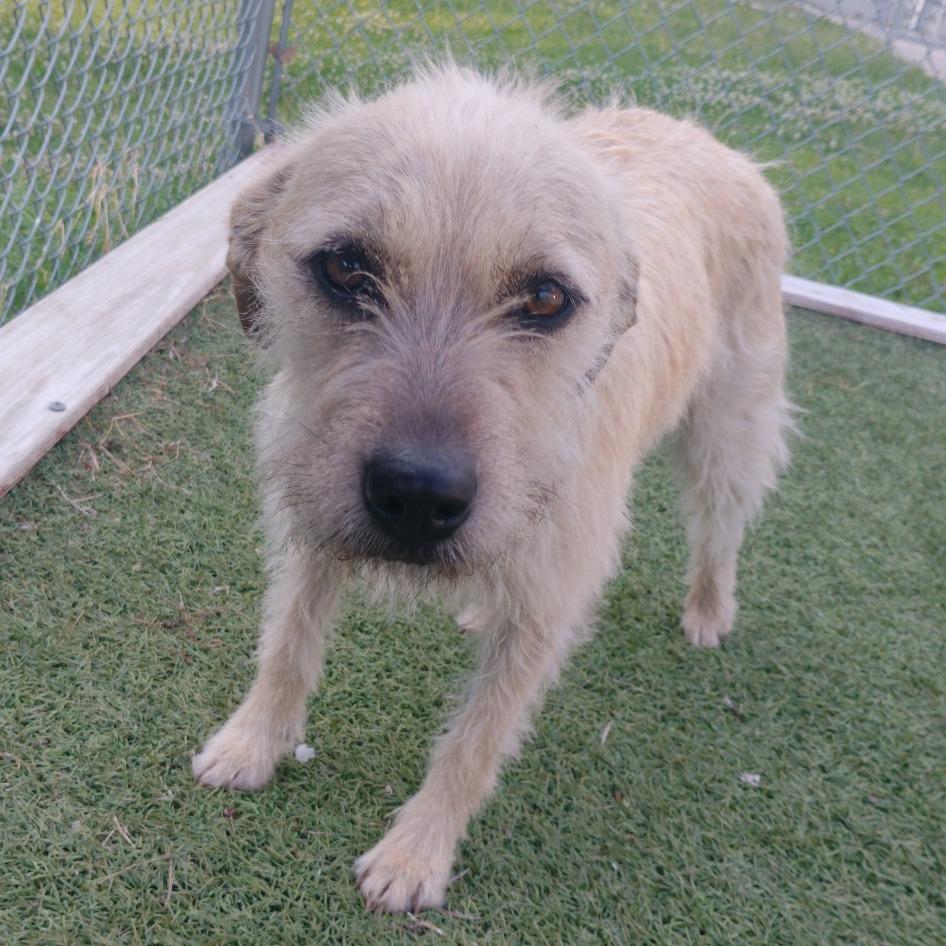 Juno, Adoptable, Adult Female Mixed Breed.