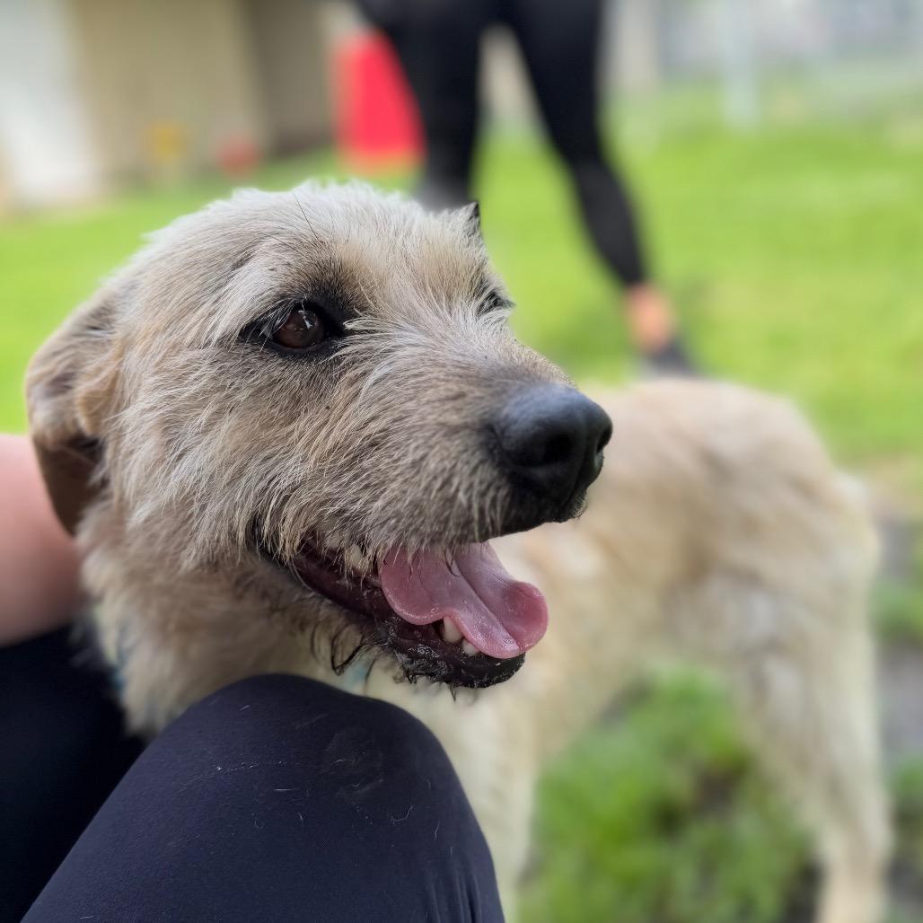 Juno, a Adoptable Mixed Breed in Tulsa, OK image 3/6