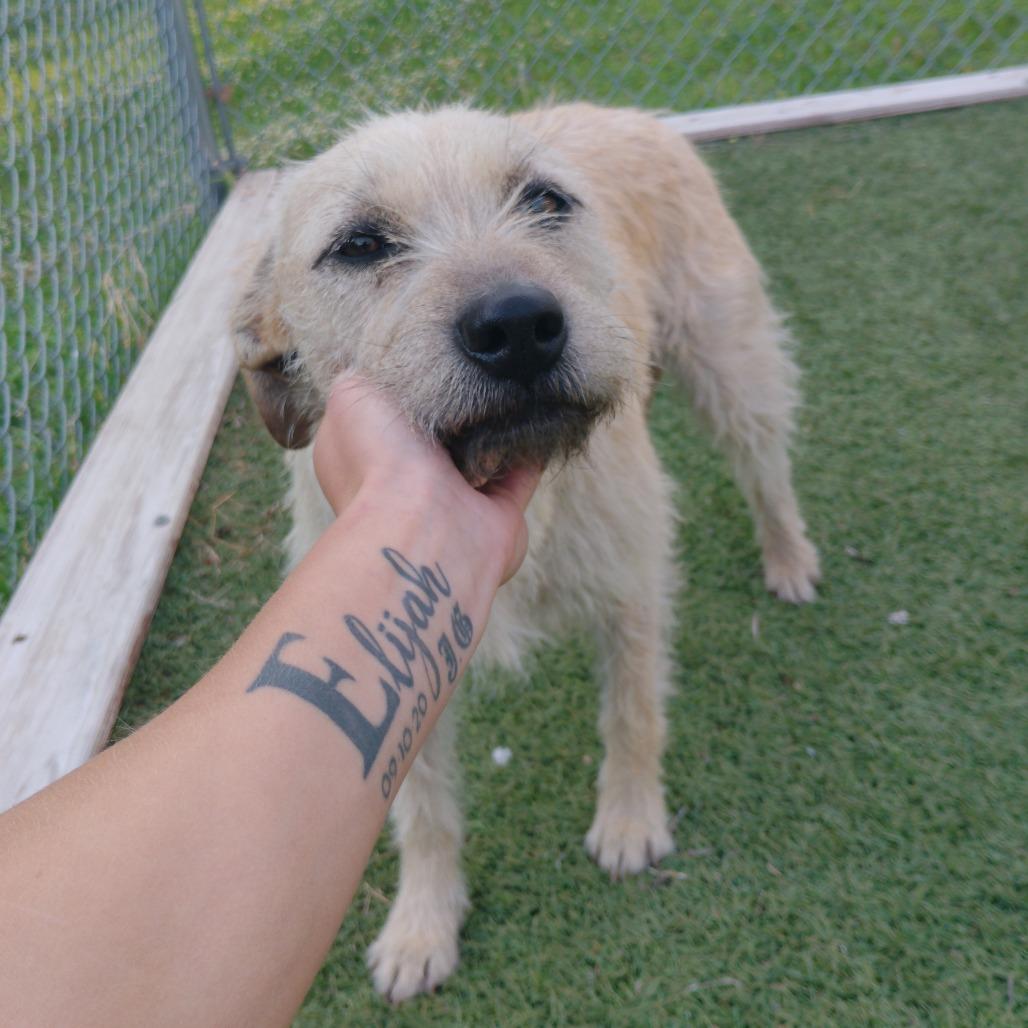 Juno, a Adoptable Mixed Breed in Tulsa, OK image 4/6