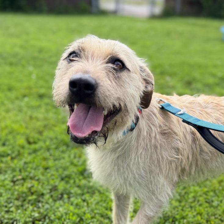 Juno, a Adoptable Mixed Breed in Tulsa, OK image 5/6