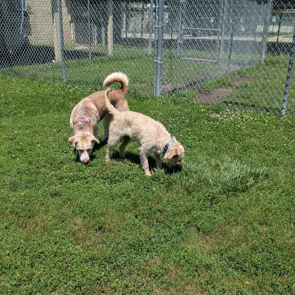 Juno, a Adoptable Mixed Breed in Tulsa, OK image 6/6