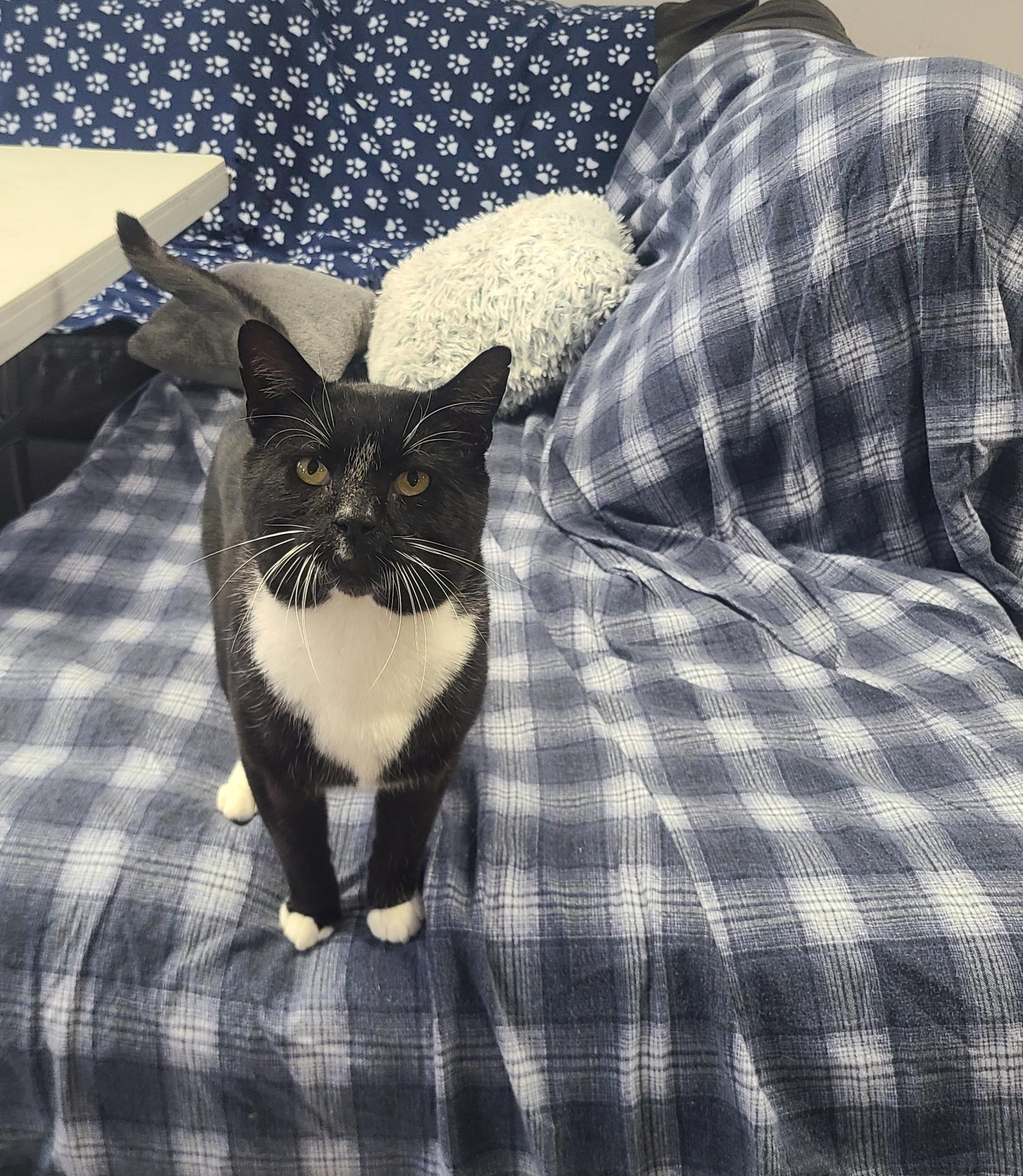 Sherlock, Adoptable, Adult Male Domestic Short Hair.