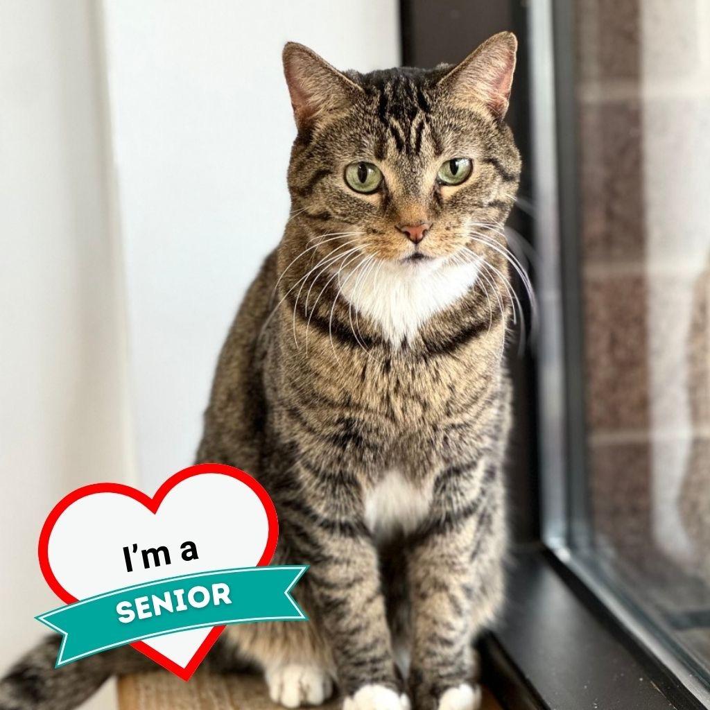 Zuzu, Adoptable, Senior Female Domestic Short Hair.