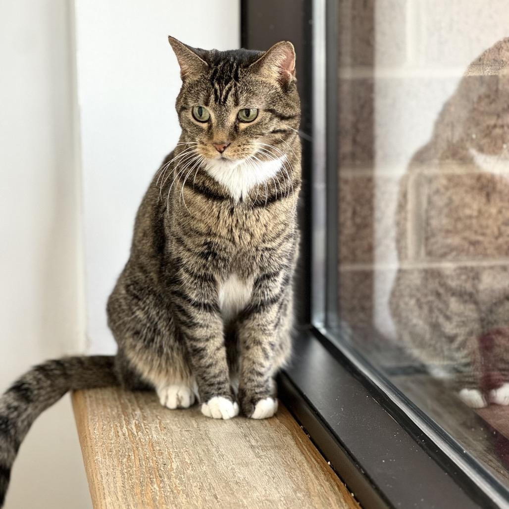 Enlarge Zuzu, a Adoptable Domestic Short Hair in Wheeling, IL image 2/6