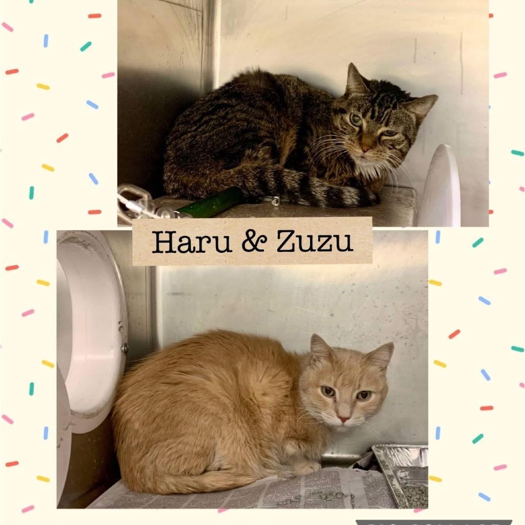 Enlarge Zuzu, a Adoptable Domestic Short Hair in Wheeling, IL image 3/6