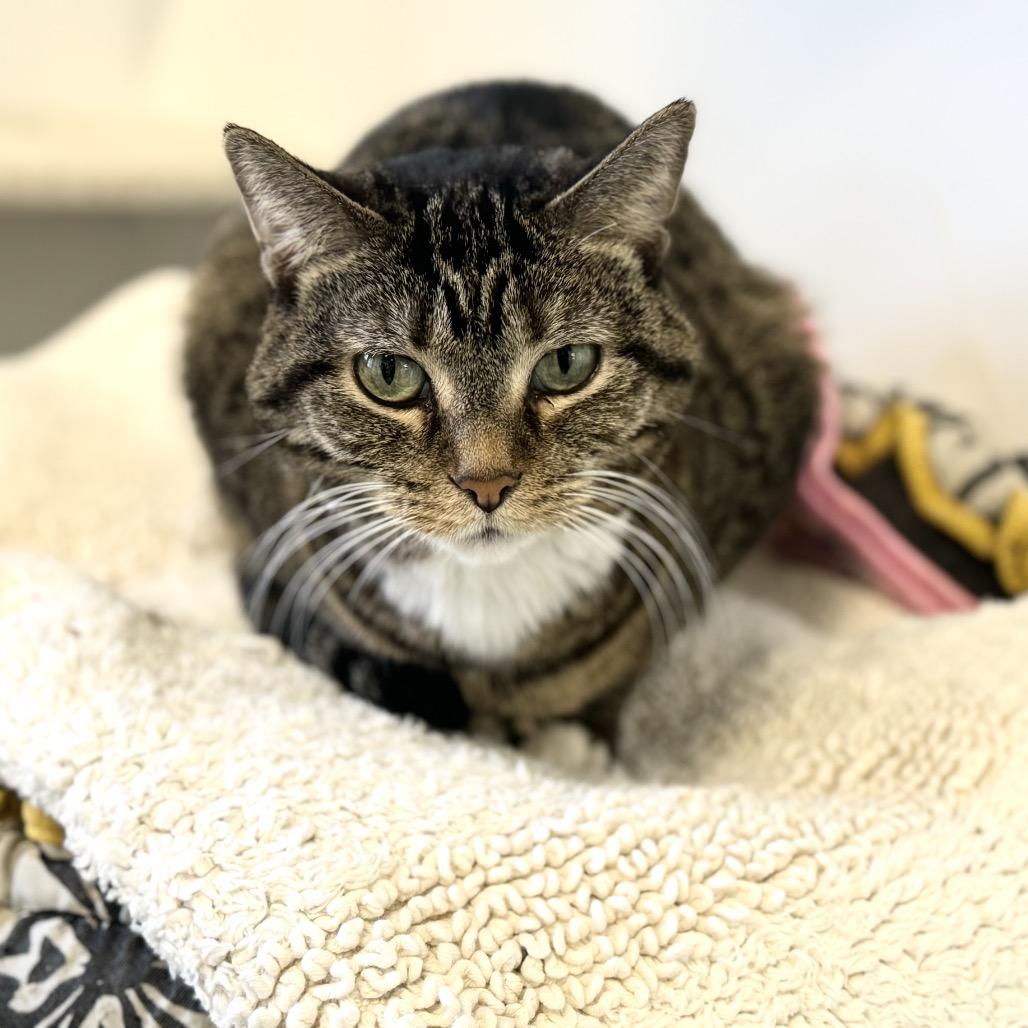 Enlarge Zuzu, a Adoptable Domestic Short Hair in Wheeling, IL image 4/6