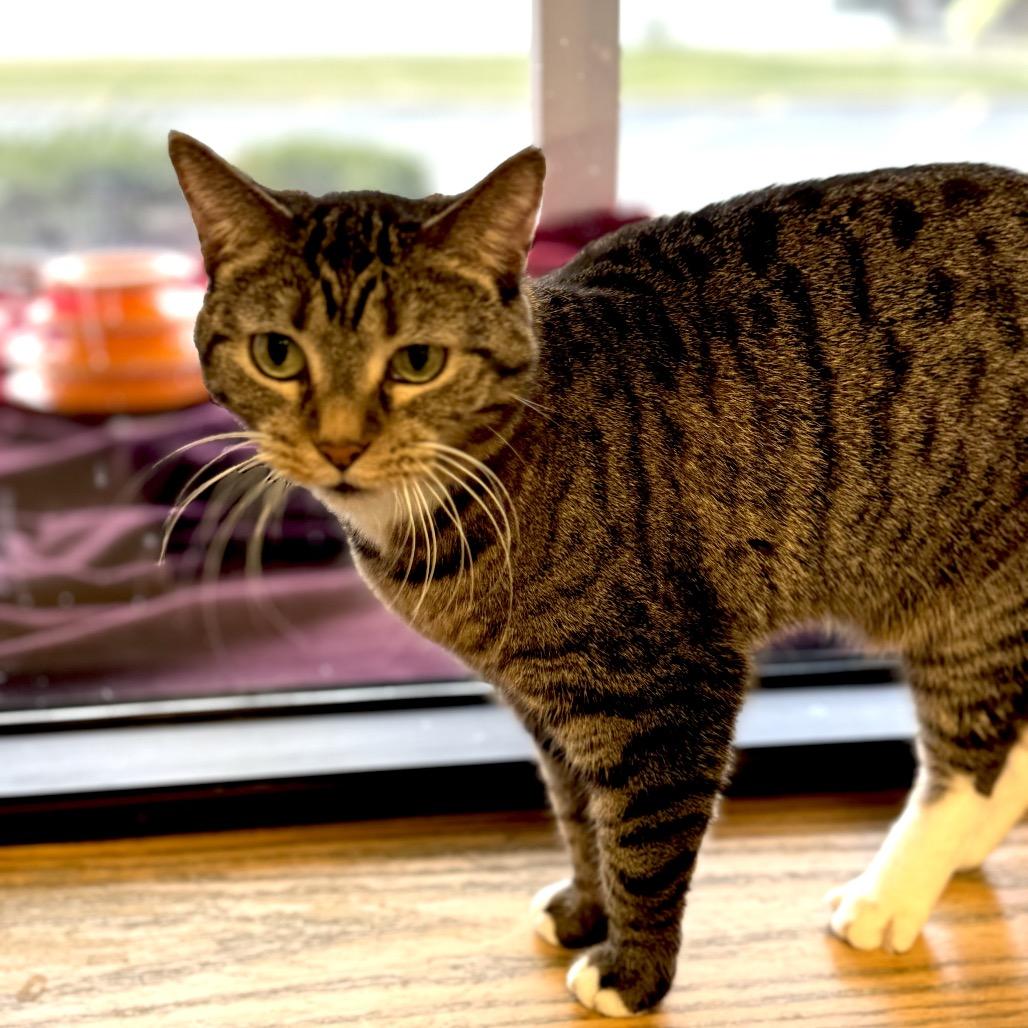 Enlarge Zuzu, a Adoptable Domestic Short Hair in Wheeling, IL image 6/6