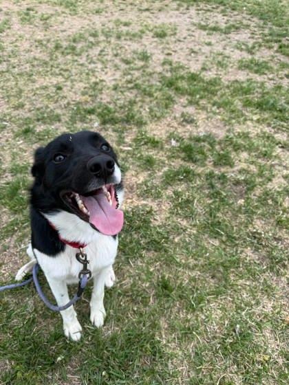 Enlarge Zeke, a Adoptable mixed breed in Scottsbluff, NE image 3/3