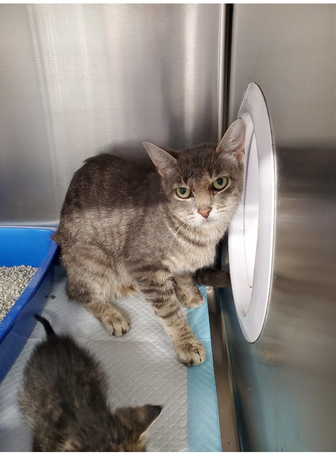 Kit Kat, Adoptable, Young Female Domestic Short Hair.