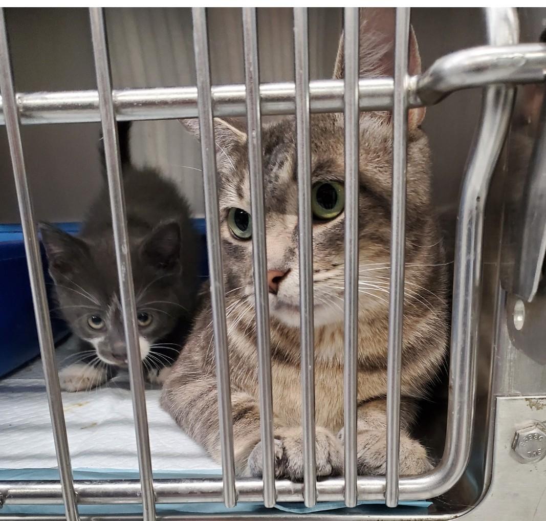 Enlarge Kit Kat, a Adoptable mixed breed in Brighton, MI image 3/6