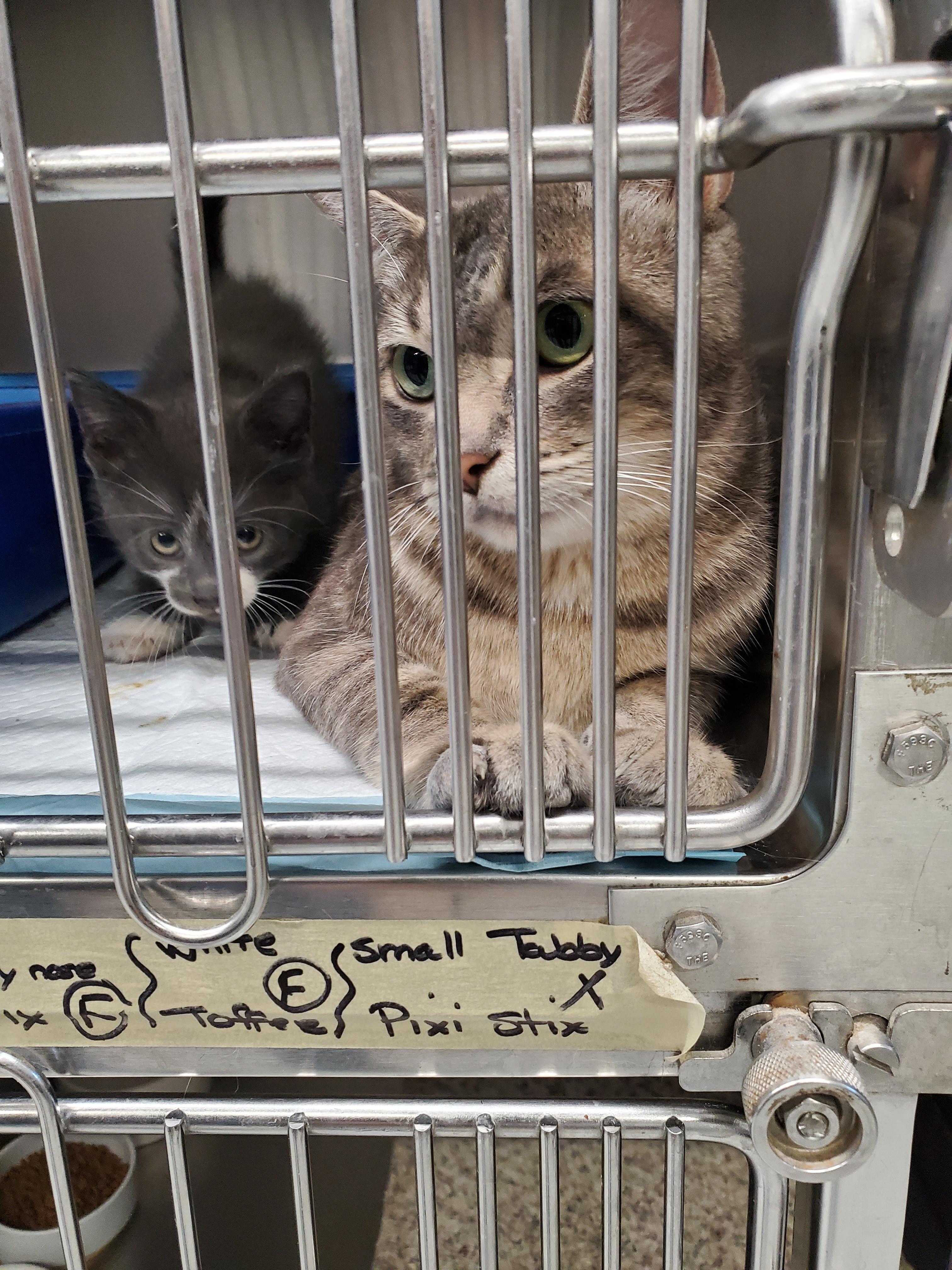 Enlarge Kit Kat, a Adoptable mixed breed in Brighton, MI image 6/6