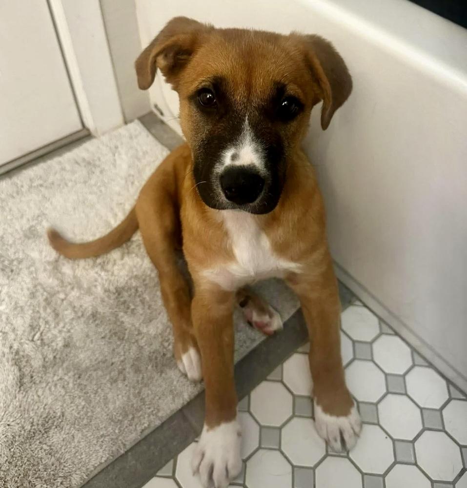 Enlarge Dolly, a Adoptable mixed breed in Winnipeg, MB image 2/6